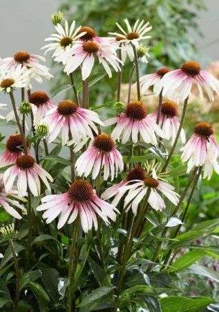 ECHINACEA purpurea  Funky White